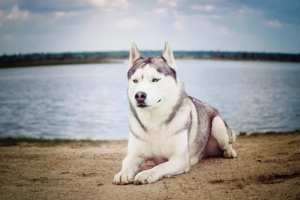 Kutya. Szibériai Husky portréja. — Stock Fotó