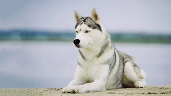 Cão. Retrato de Husky siberiano . — Fotografia de Stock