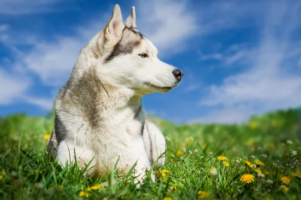 Perro. Retrato de Husky siberiano . —  Fotos de Stock