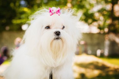 Şirin bir kadın Malta köpek