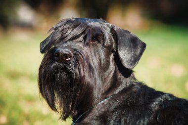 Dev Schnauzer. Hizmet köpek.