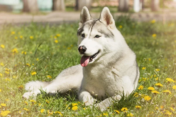 犬。シベリアン ・ ハスキーの肖像画. — ストック写真