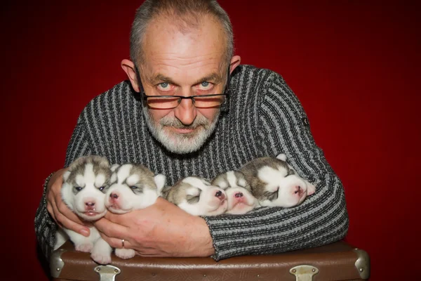 Breeder holds a puppy. Five purebred Siberian Husky puppies. — Stock Photo, Image