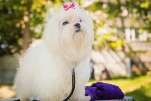 Şirin bir kadın Malta köpek