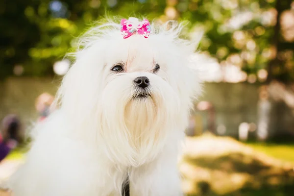 Een schattig teefje Maltees — Stockfoto