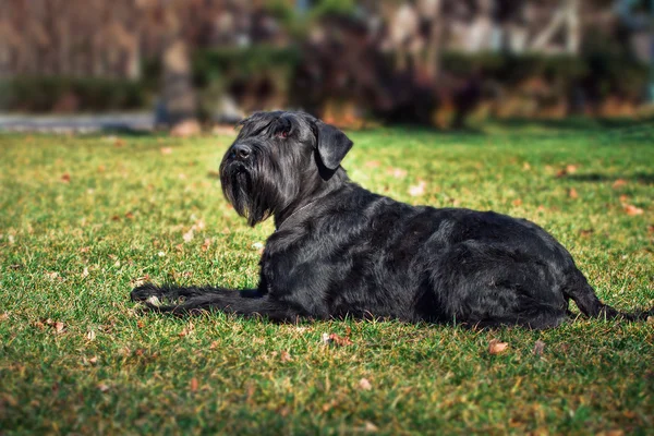 Gigante Schnauzer. perro de servicio . —  Fotos de Stock