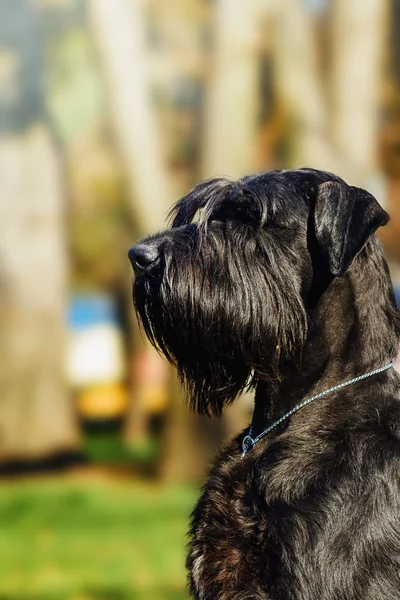 Giant Schnauzer. Service dog.