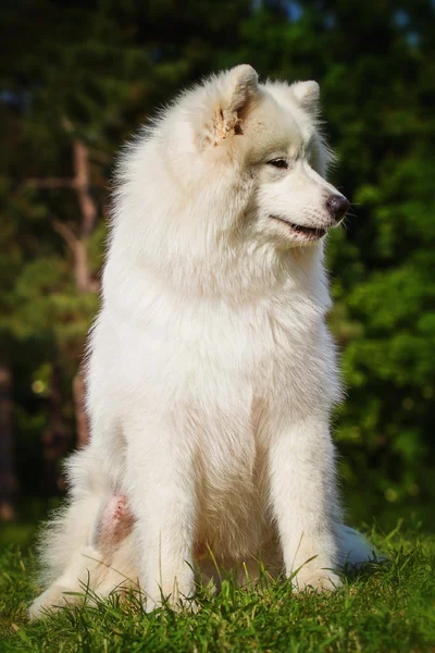 Portret van Samojeed close-up. Sledehonden. Hond liggen op het gazon. — Stockfoto