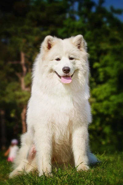 Samoyed closeup portresi. Kızak köpekleri. Köpek çim üzerinde yalan.