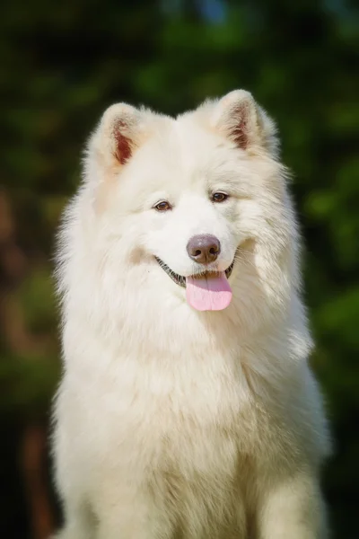 Portret van Samojeed close-up. Sledehonden. Hond liggen op het gazon. — Stockfoto