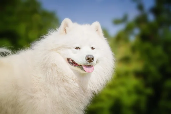 Samoyed closeup portresi. Kızak köpekleri. Köpek çim üzerinde yalan.