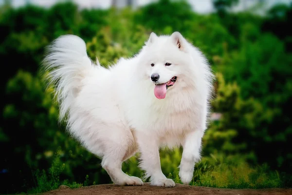 Samoyed closeup portresi. Kızak köpekleri. Köpek çim üzerinde yalan.