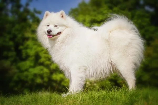 サモエドのクローズ アップの肖像画。そり犬。芝生の上に横たわる犬. — ストック写真