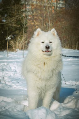 Kış günü kar beyaz Samoyed köpek. Kuzey kızak köpek ırkları.