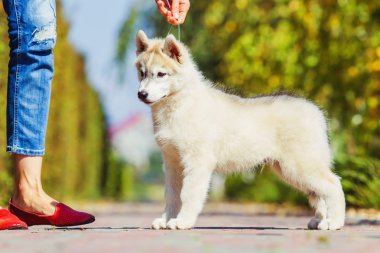 Bahçede yürüyüş bir Sibirya Husky yavrusu portresi. Sibirya husky köpek açık havada bir küçük şirin köpek yavrusu