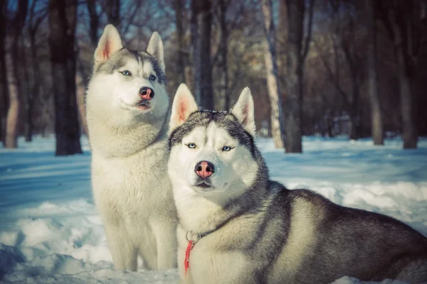 Siberische Husky in winter bergen. Noordelijke slede hondenrassen. — Stockfoto