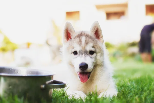 Siberian husky dog outdoors. Portrait of a little husky dog puppy. Close-up. Northern sled dog breeds. — Stock Photo, Image