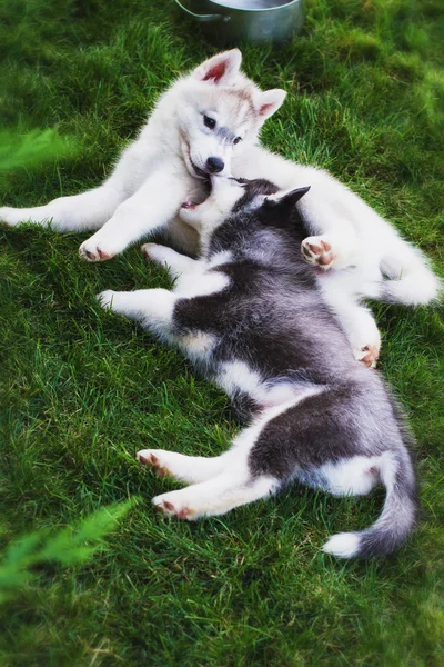 Perro husky siberiano al aire libre. Retrato de un perrito husky. Primer plano. Razas de perros de trineo del norte . —  Fotos de Stock