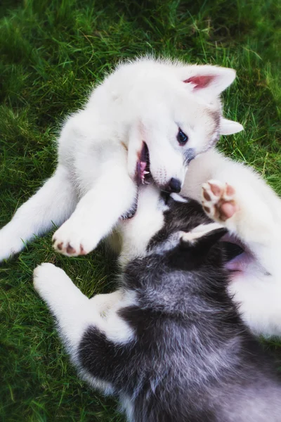 Sibirya husky köpek açık havada. Husky köpek yavrusu portresi. Yakın çekim. Kuzey kızak köpek ırkları.