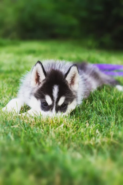 Siberiano cão husky ao ar livre. Retrato de um cachorrinho de cão descascado. Close-up. Raças de cães trenó do norte . — Fotografia de Stock