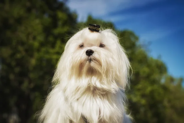 Primo piano di un cane maltese bianco. Un simpatico cucciolo femminile . — Foto Stock