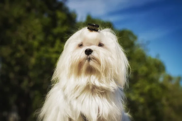 Närbild av en vit Maltesiska dog. En söt tikvalp. — Stockfoto