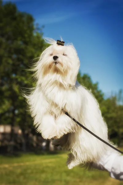 Close-up van een witte maltese hond. Een vrouwelijke schattige puppy. — Stockfoto