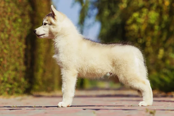 西伯利亚雪橇犬小狗在院子里散步的画像 一个小小的可爱的小狗在户外的哈士奇狗 — 图库照片