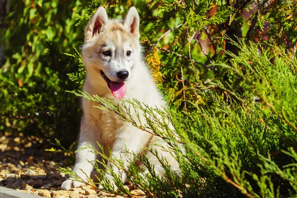 Retrato de un cachorro Husky siberiano caminando por el patio. Un perrito lindo de perro husky siberiano al aire libre —  Fotos de Stock