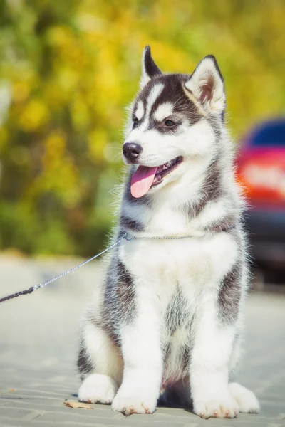 Portrait of a Siberian Husky puppy walking in the yard. One Little cute puppy of Siberian husky dog outdoors — Stock Photo, Image