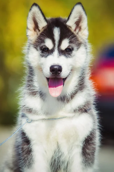 Portret van een Siberische Husky puppy wandelen in de tuin. Een kleine schattige puppy van Siberische husky hond buiten — Stockfoto