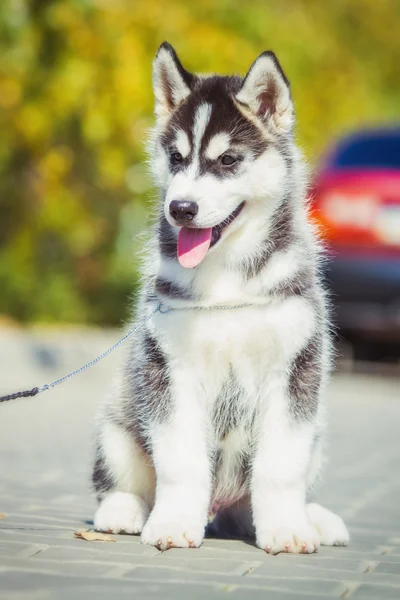 Retrato de un cachorro Husky siberiano caminando por el patio. Un perrito lindo de perro husky siberiano al aire libre — Foto de Stock