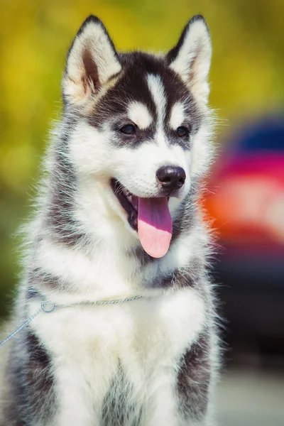 Retrato de um cachorro Husky siberiano andando no quintal. Um filhote de cachorro bonito de cão husky siberiano ao ar livre — Fotografia de Stock