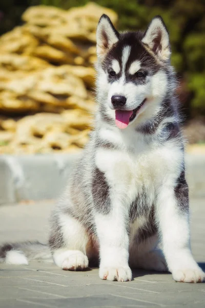 Portret Siberian Husky szczeniaka chodzenia na podwórku. Jeden mały szczeniak słodkie Siberian husky pies na zewnątrz — Zdjęcie stockowe