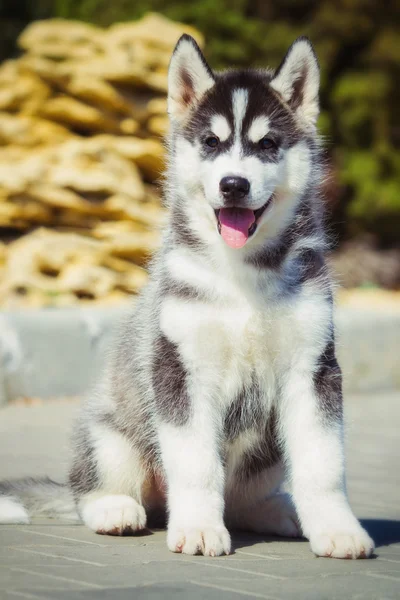 รูปภาพของลูกสุนัขไซบีเรียฮัสกี้ เดินในสวน ลูกสุนัขที่น่ารักตัวหนึ่งของสุนัขไซบีเรีย husky กลางแจ้ง — ภาพถ่ายสต็อก