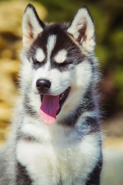 Ritratto di un cucciolo siberiano Husky che passeggia nel cortile. Un cucciolo carino di cane husky siberiano all'aperto — Foto Stock
