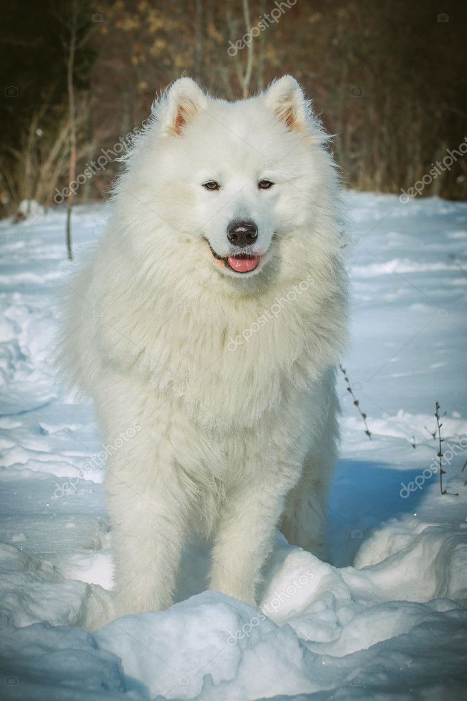 white snow dog breeds