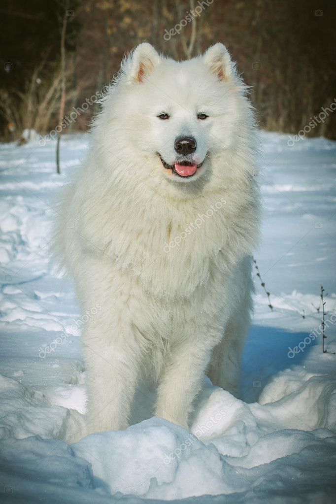 23+ Samoyed Dog Breeders Near Me