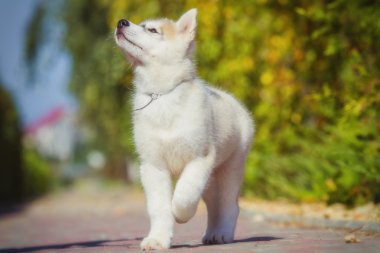 Bahçede yürüyüş bir Sibirya Husky yavrusu portresi. Sibirya husky köpek açık havada bir küçük şirin köpek yavrusu