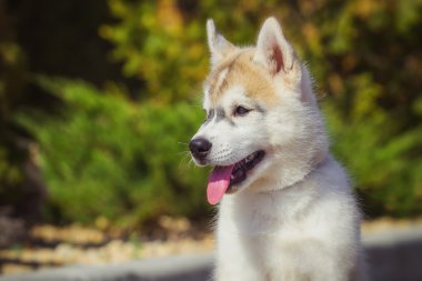 Bahçede yürüyüş bir Sibirya Husky yavrusu portresi. Sibirya husky köpek açık havada bir küçük şirin köpek yavrusu