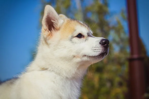 Portret van een Siberische Husky puppy wandelen in de tuin. Een kleine schattige puppy van Siberische husky hond buiten — Stockfoto