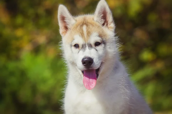 Portret van een Siberische Husky puppy wandelen in de tuin. Een kleine schattige puppy van Siberische husky hond buiten — Stockfoto