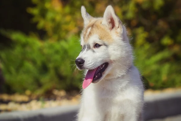 Retrato de um cachorro Husky siberiano andando no quintal. Um filhote de cachorro bonito de cão husky siberiano ao ar livre — Fotografia de Stock