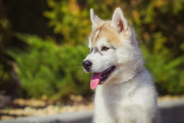 Portréja egy szibériai Husky kiskutya az udvaron séta. Egy kis aranyos kölyök szibériai husky kutya szabadban — Stock Fotó