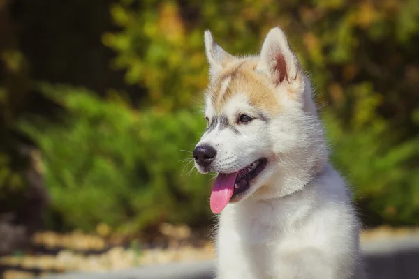 Bahçede yürüyüş bir Sibirya Husky yavrusu portresi. Sibirya husky köpek açık havada bir küçük şirin köpek yavrusu