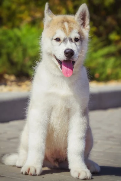 Retrato de un cachorro Husky siberiano caminando por el patio. Un perrito lindo de perro husky siberiano al aire libre — Foto de Stock