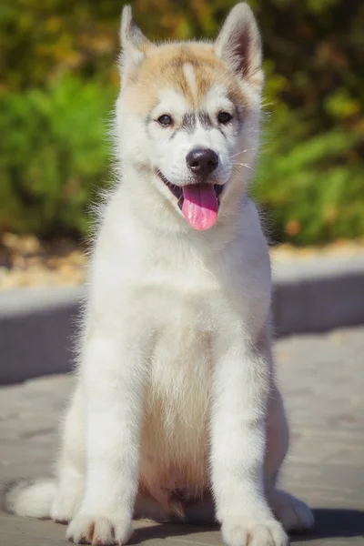 庭を歩いてシベリアン ハスキー子犬の肖像画。シベリアン ハスキー犬を屋外の 1 つの小さなかわいい子犬 — ストック写真