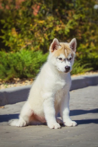 Retrato de un cachorro Husky siberiano caminando por el patio. Un perrito lindo de perro husky siberiano al aire libre —  Fotos de Stock