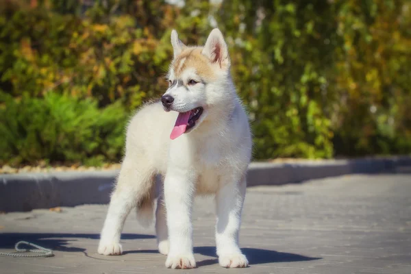 Retrato de un cachorro Husky siberiano caminando por el patio. Un perrito lindo de perro husky siberiano al aire libre — Foto de Stock