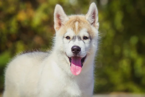 Porträtt av en Siberian Husky valp promenader på gården. En liten söt valp av Siberian husky hund utomhus — Stockfoto